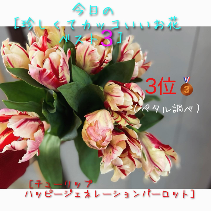 画像461